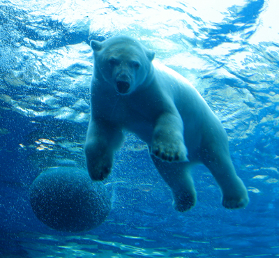 Polar Bear Pittsburgh Zoo